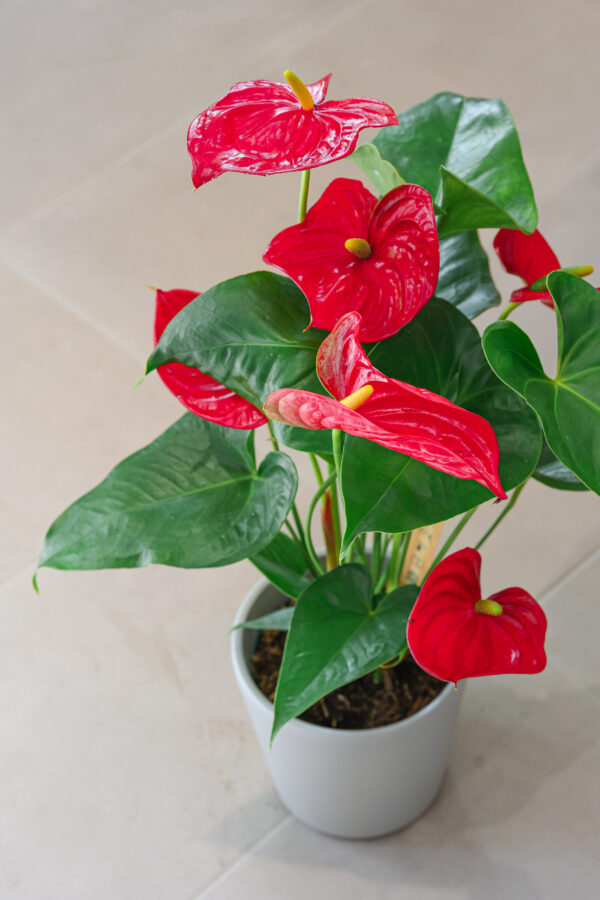 Planta de anthuryum con flor de color rojo.