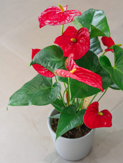 Planta de anthuryum con flor de color rojo.