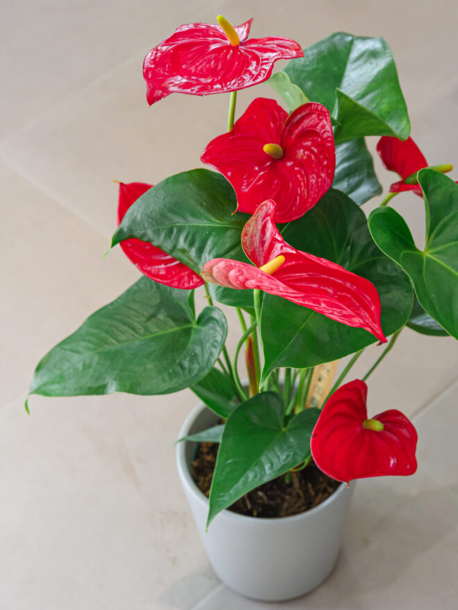 Planta de anthuryum con flor de color rojo.