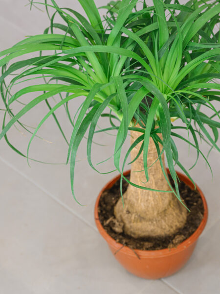 Planta de beaucarnea