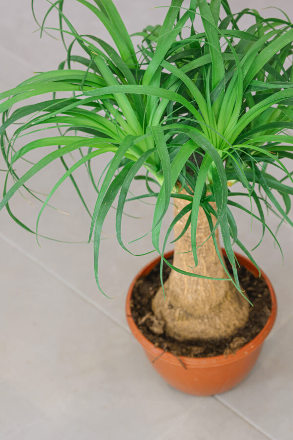 Planta de beaucarnea