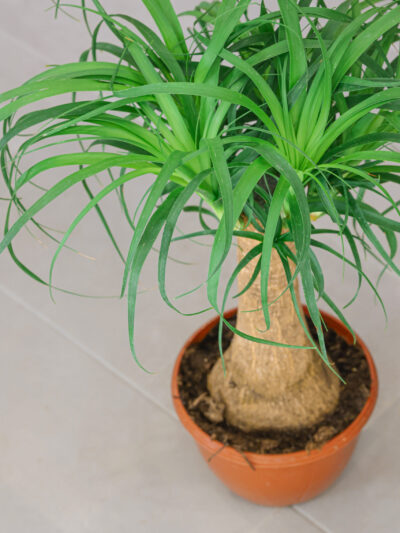 Planta de beaucarnea