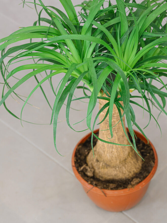 Planta de beaucarnea