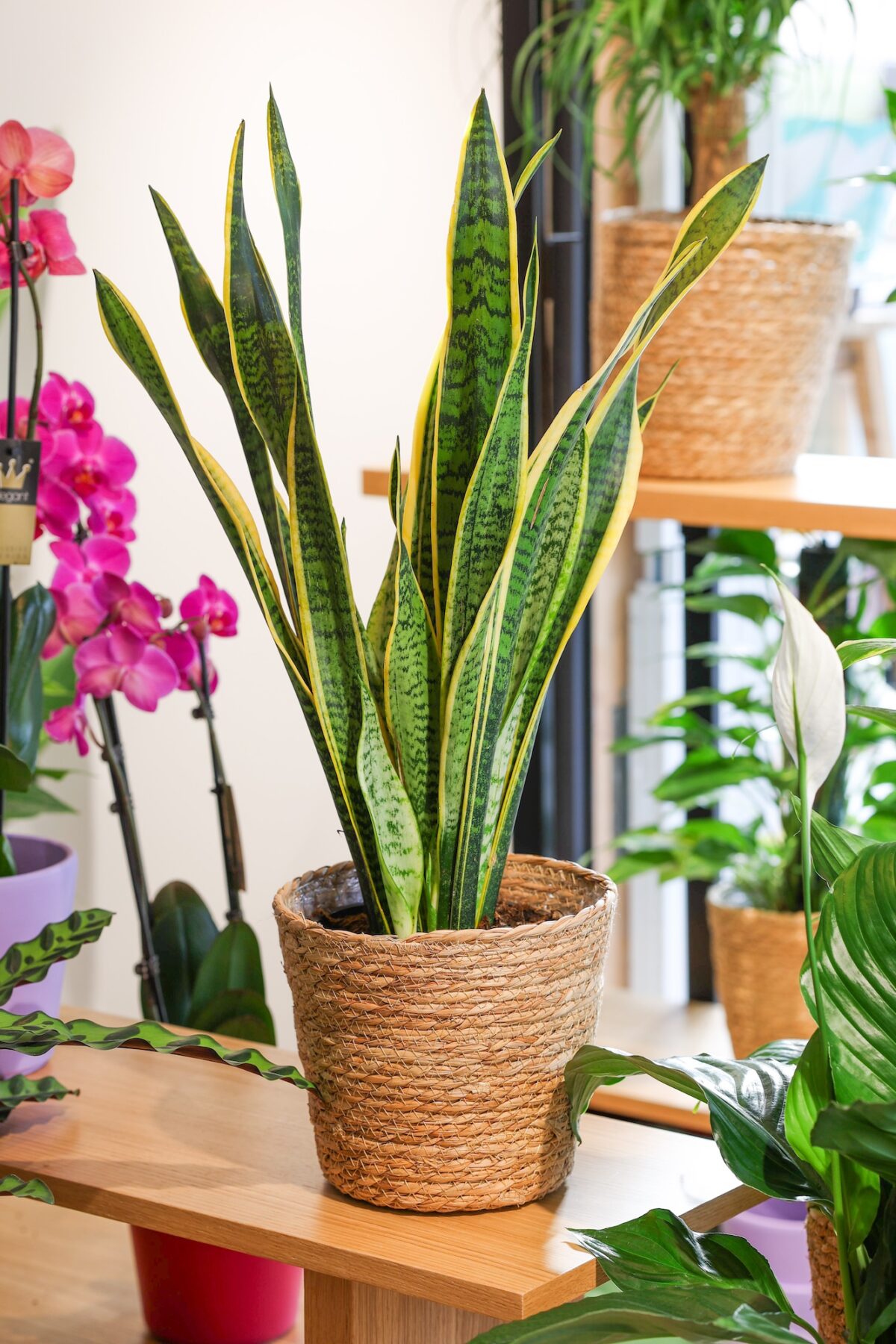 Planta de sansevieria expuesta en la floristería BonBee.