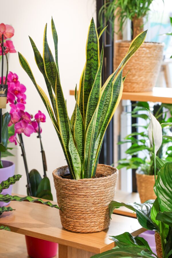 Planta de sansevieria expuesta en la floristería BonBee.