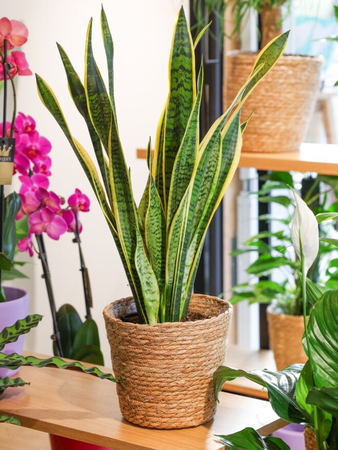 Planta de sansevieria expuesta en la floristería BonBee.