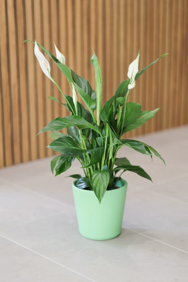 Planta de Spathiphilium con maceta verde