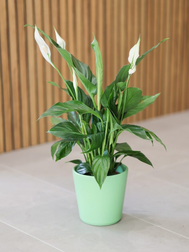 Planta de Spathiphilium con maceta verde