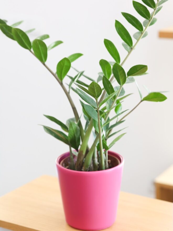 t'challa · zamioculcas