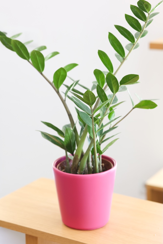 t'challa · zamioculcas