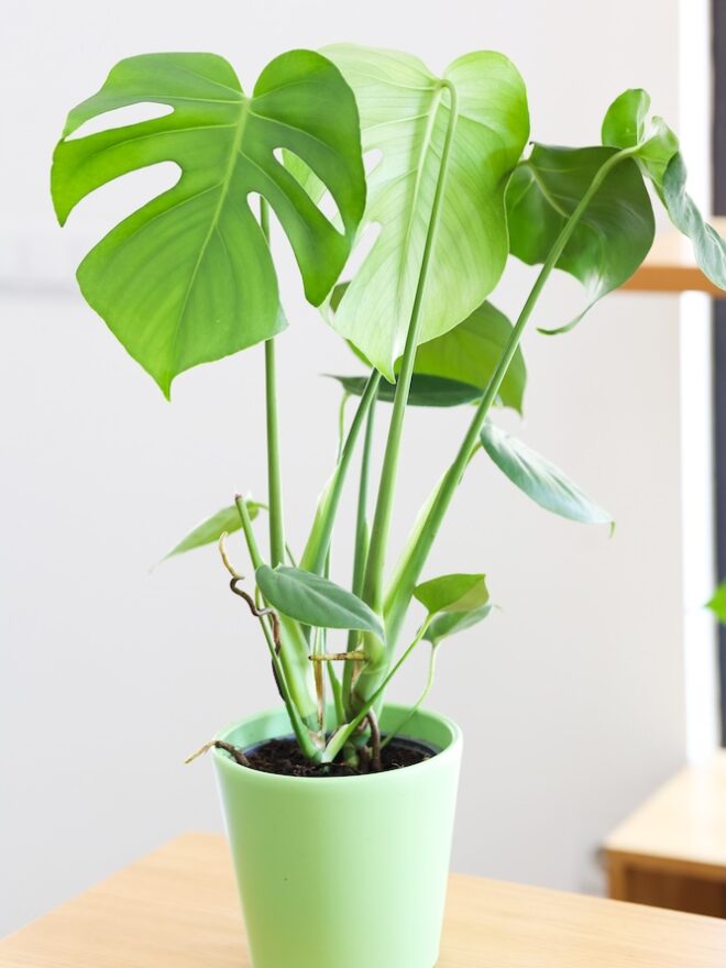 green eva · monstera deliciosa