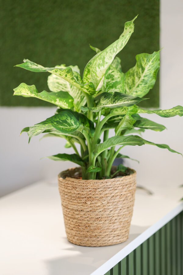 Planta de dieffenbacchia con maceta trenzada.