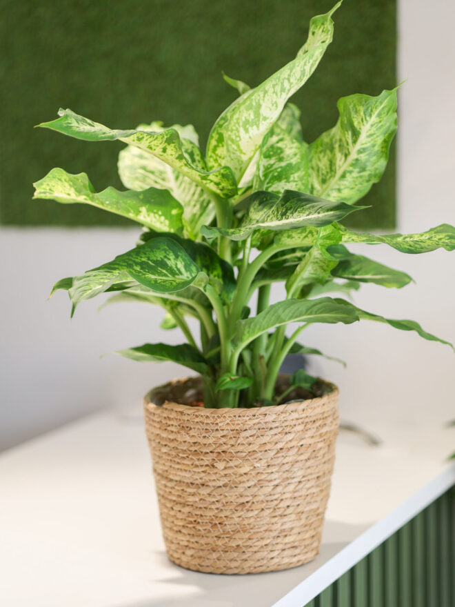 Planta de dieffenbacchia con maceta trenzada.