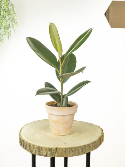 Ficus robusta