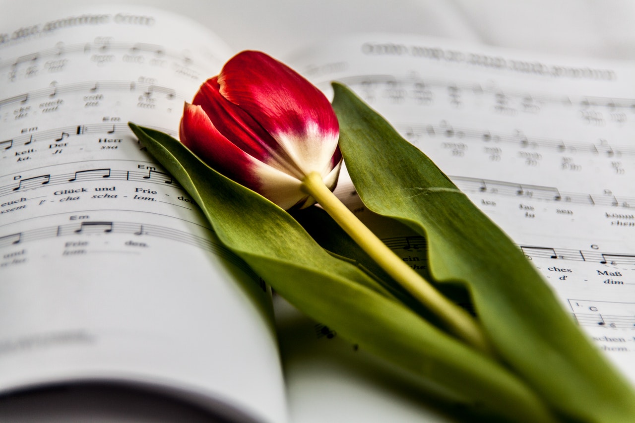 ¿Sabías que la música potencia el crecimiento de las plantas?