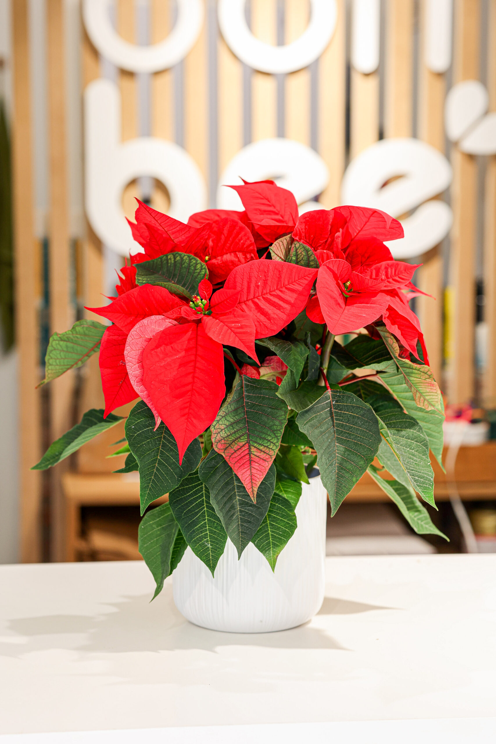 ¿Por qué la Poinsettia es la reina indiscutible de la Navidad?