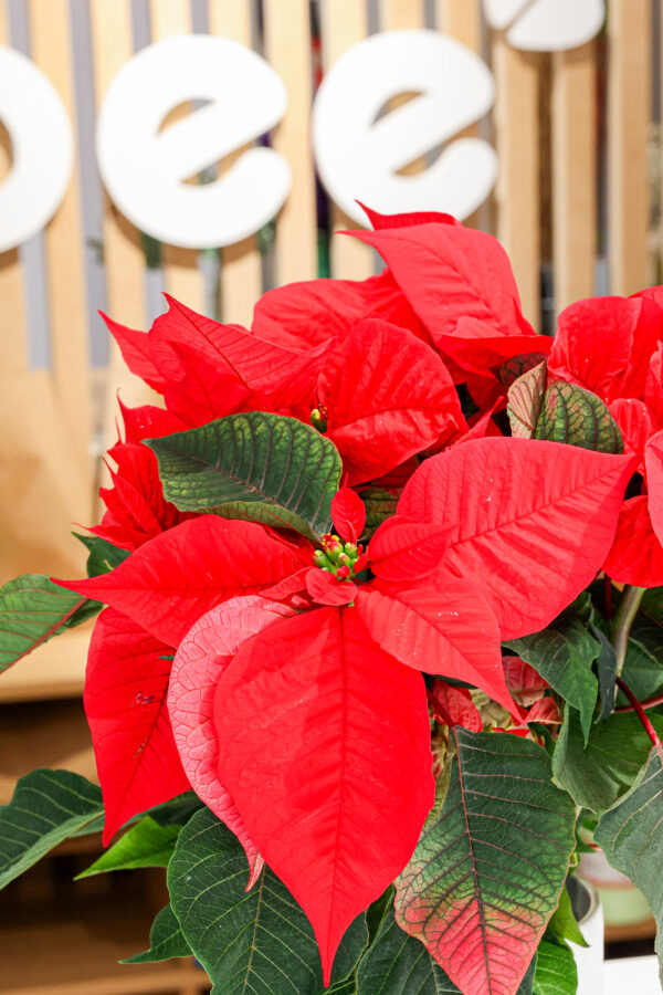 Planta de poinsettia roja