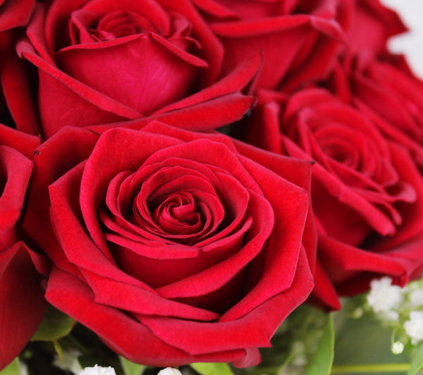 Rosas rojas