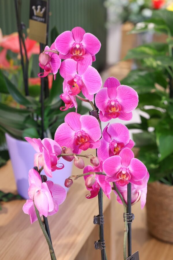 Orquídea de tonos rosas y lilas