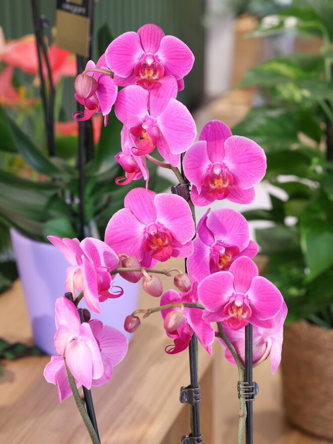 Orquídea de tonos rosas y lilas