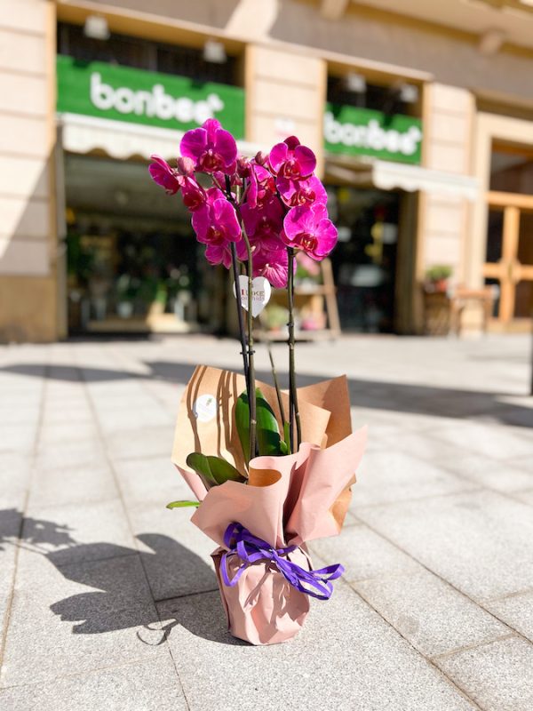 Orquídea envuelta para regalo