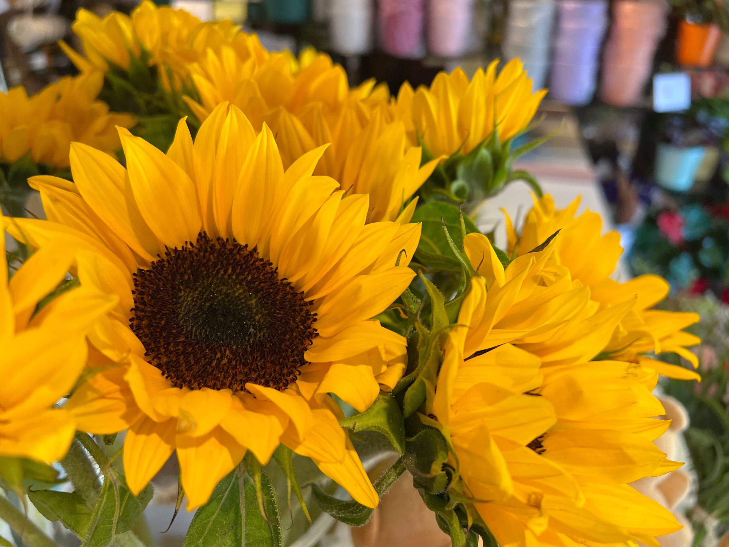 Descubre curiosidades acerca de los girasoles