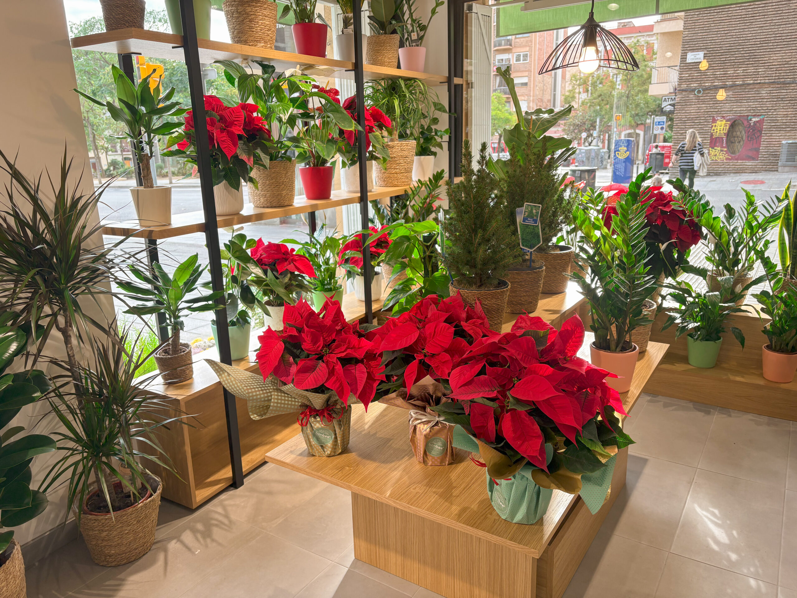 Enviar flores y plantas a domicilio en Barcelona con BonBee: Todo lo que necesitas esta Navidad