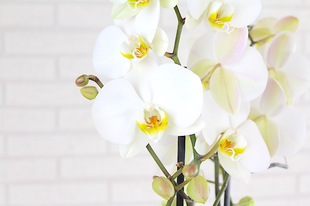 Orquideomanía: cuando las orquídeas volvieron loca a la alta sociedad