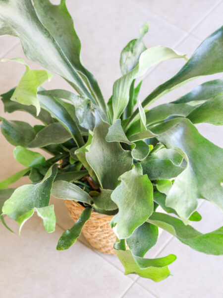 Planta de cuerno de alce