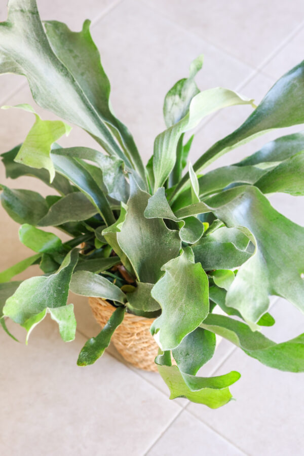 Planta de cuerno de alce