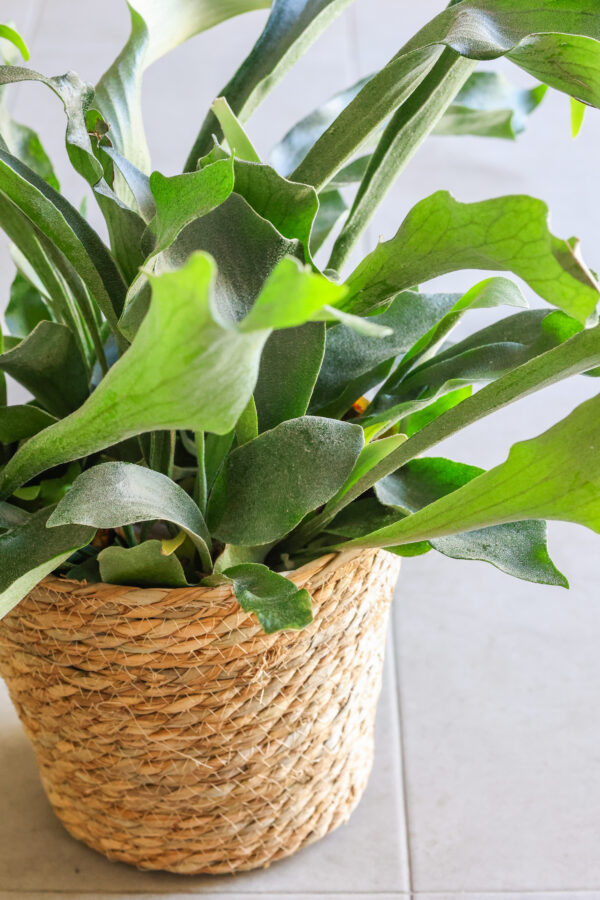 Planta de cuerno de alce
