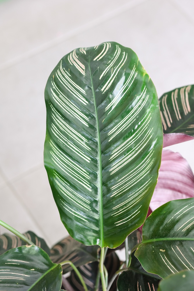 Planta de Calathea Sanderiana Ornata