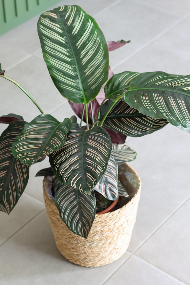 Planta de Calathea Sanderiana Ornata