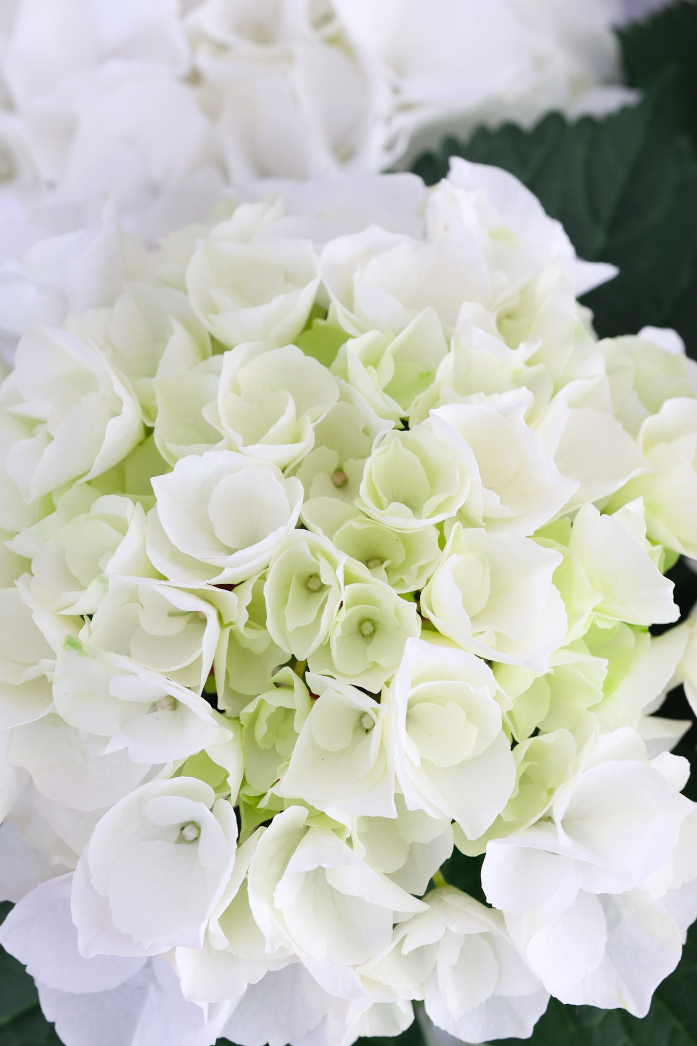 hortensia blanca