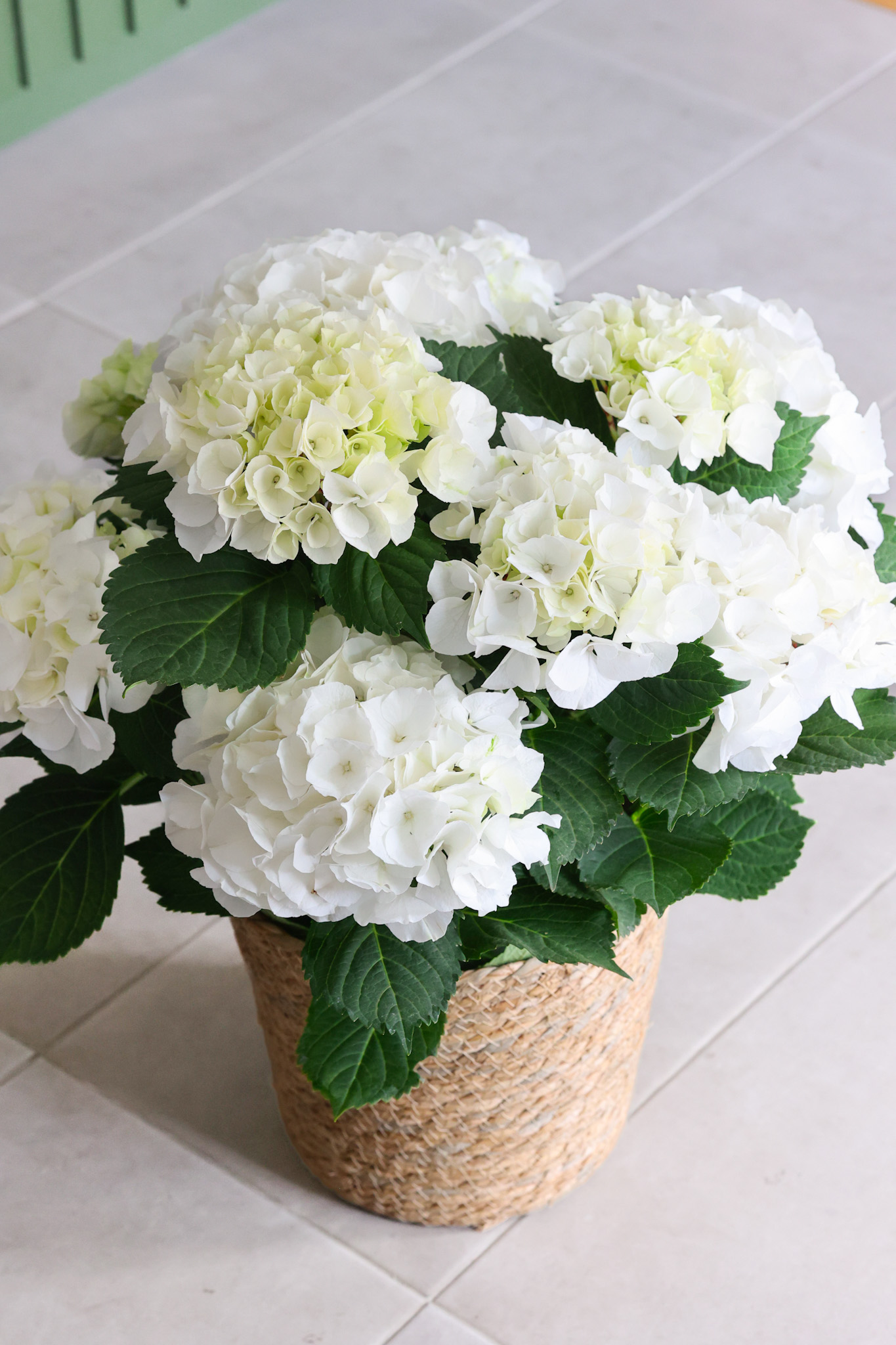 Planta de hortensia blanca en maceta de yute.