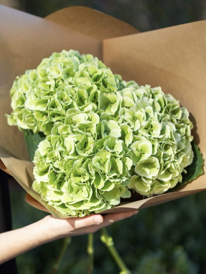 hortensia para secar
