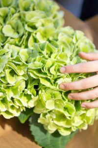 Detalle de los pétalos verdes de una hortensia para secar