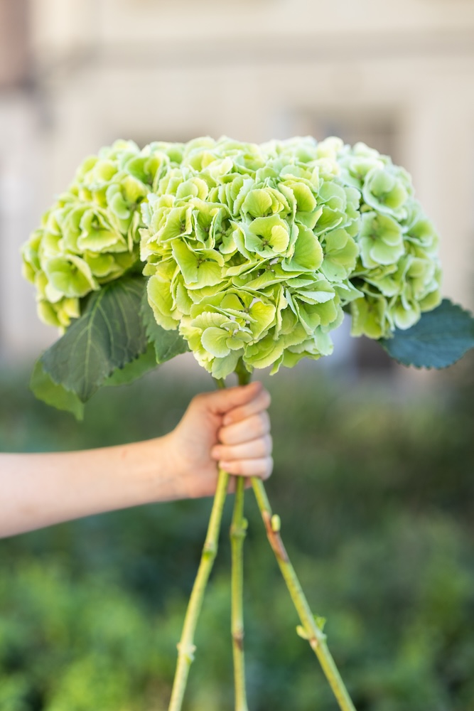 Tres hortensias verdes sostenidas con la mano